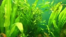 Pflanzen im Aquarium Becken 9162
