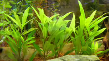 Pflanzen im Aquarium Becken 9211