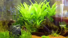 Pflanzen im Aquarium Becken 9211