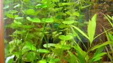 Pflanzen im Aquarium Becken 9211