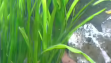 Pflanzen im Aquarium Becken 9302