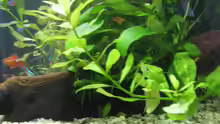 Pflanzen im Aquarium Becken 9325