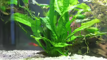 Pflanzen im Aquarium Becken 9325