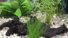 Pflanzen im Aquarium Becken 9479