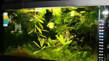 Pflanzen im Aquarium Becken 9559