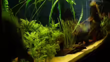 Pflanzen im Aquarium Becken 9562