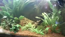 Pflanzen im Aquarium Becken 9565
