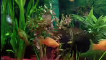 Pflanzen im Aquarium Becken 9590