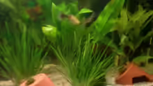 Pflanzen im Aquarium Becken 9591