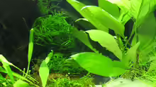 Pflanzen im Aquarium Garnelen-Tempel by Malawifreak