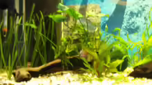 Pflanzen im Aquarium Gesellschaftsbecken