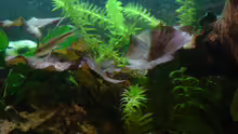 Pflanzen im Aquarium Guppyland
