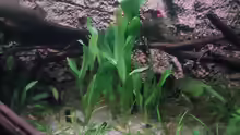 Pflanzen im Aquarium Home sweet home