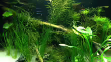 Pflanzen im Aquarium KaFi Horst
