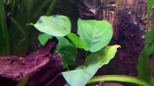 Pflanzen im Aquarium Meeki-Heim