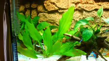 Pflanzen im Aquarium rio 125