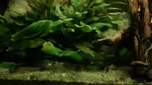 Pflanzen im Aquarium Riverside of Rio Negro