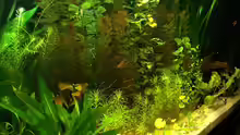 Pflanzen im Aquarium RR-Becken