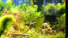 Pflanzen im Aquarium Tantris
