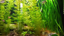 Pflanzen im Aquarium Trigon 190