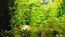 Pflanzen im Aquarium Trigon 190