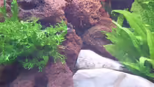 Pflanzen im Aquarium Trigon 190