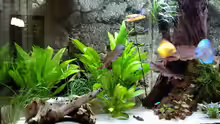 Pflanzen im Aquarium World of Dreams (besteht nicht mehr)