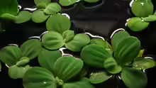 Pistia Stratiotes (Muschelblume)