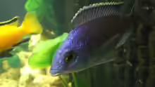 Placidochromis electra blue M