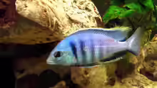 Placidochromis Electra