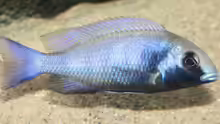 Placidochromis Gisseli, Jungtier