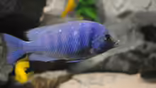 Placidochromis phenochilus Lupingu
