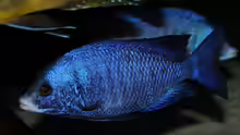 Placidochromis phenochilus Mdoka WFNZ Männchen 06.12.2013