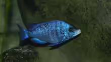 Placidochromis phenochilus Mdoka WFNZ Weibchen 06.12.2013