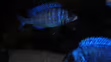 Placidochromis phenochilus mdoka ´white lips´
