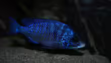 Placidochromis phenochilus mdoka ´white lips´
