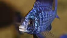 Placidochromis phenochilus Mdoka
