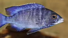 Placidochromis phenochilus Mdoka