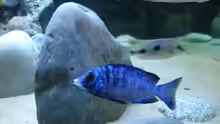 Placidochromis phenochilus real Mdoka