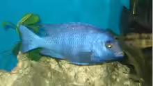 Placidochromis Phenochilus Tanzania F1