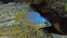 Placidochromis sp. jalo 01.07.2014