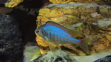 Placidochromis sp. jalo 01.07.2014