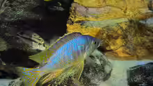 Placidochromis sp. jalo 01.07.2014