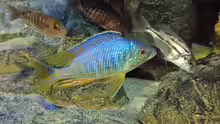 Placidochromis sp. jalo 01.07.2014