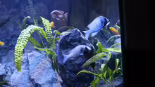 Placidochromis sp. phenochilus Gisseli Gome