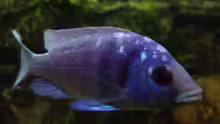 Placidochromis sp. Phenochilus Tanzania - Männchen