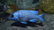 Placidochromis sp. ´phenochilus tanzania´ lupingo