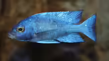 Placidochromis sp. ´phenochilus tanzania´ lupingu Männchen