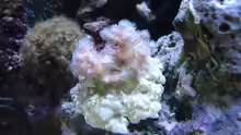 Pocillopora März 2013