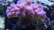 Pocillopora rosa